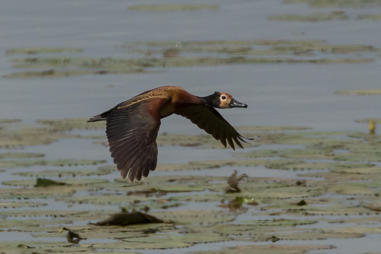 White-faced Whistling-Duck Photo by Gerald Hoekstra