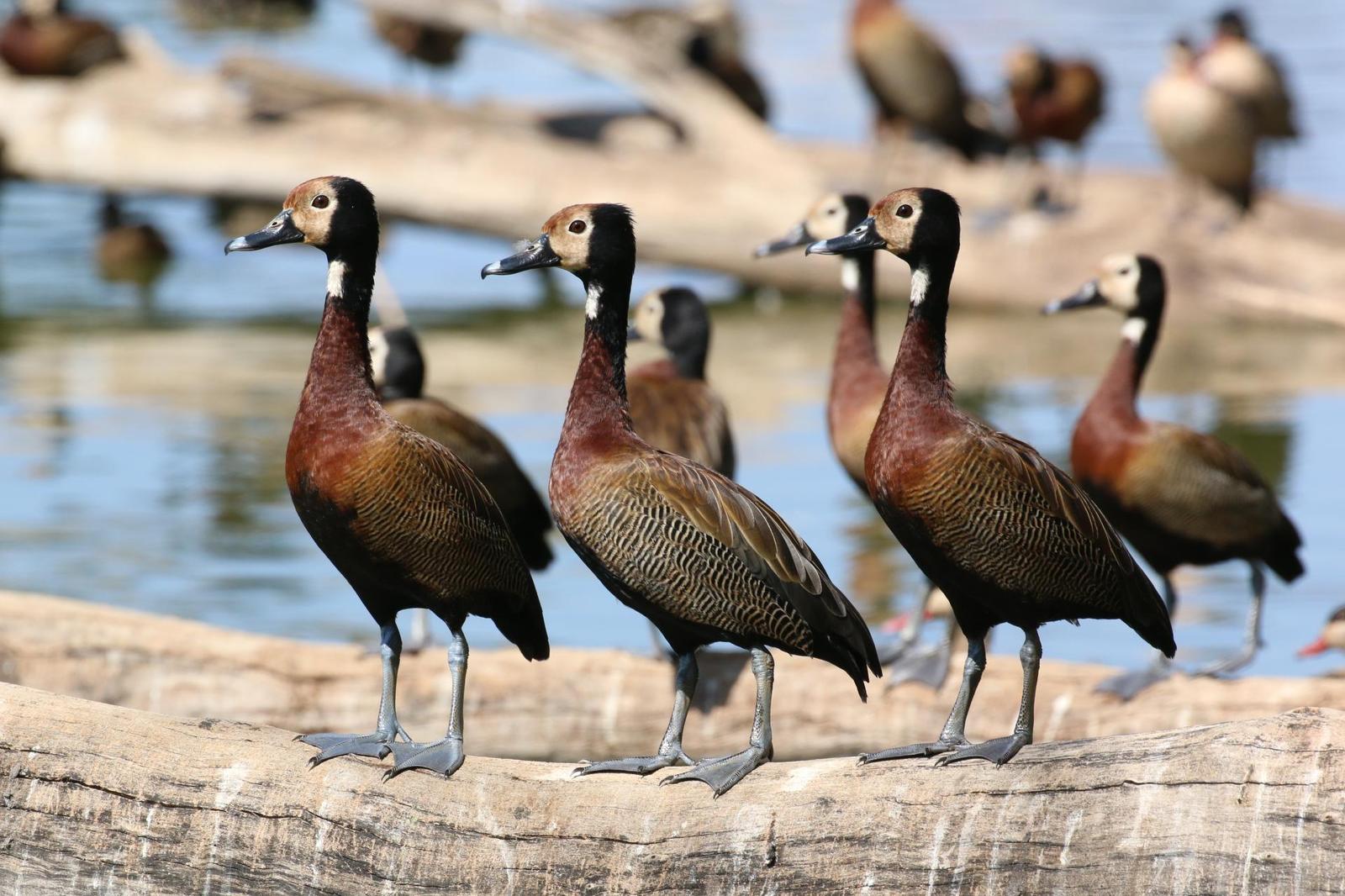 White-faced Whistling-Duck Photo by Richard Jeffers