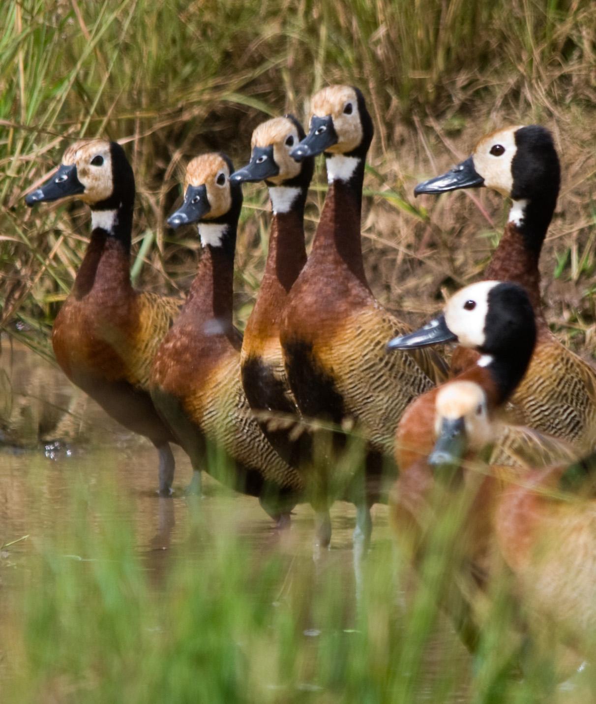 White-faced Whistling-Duck Photo by Carol Foil