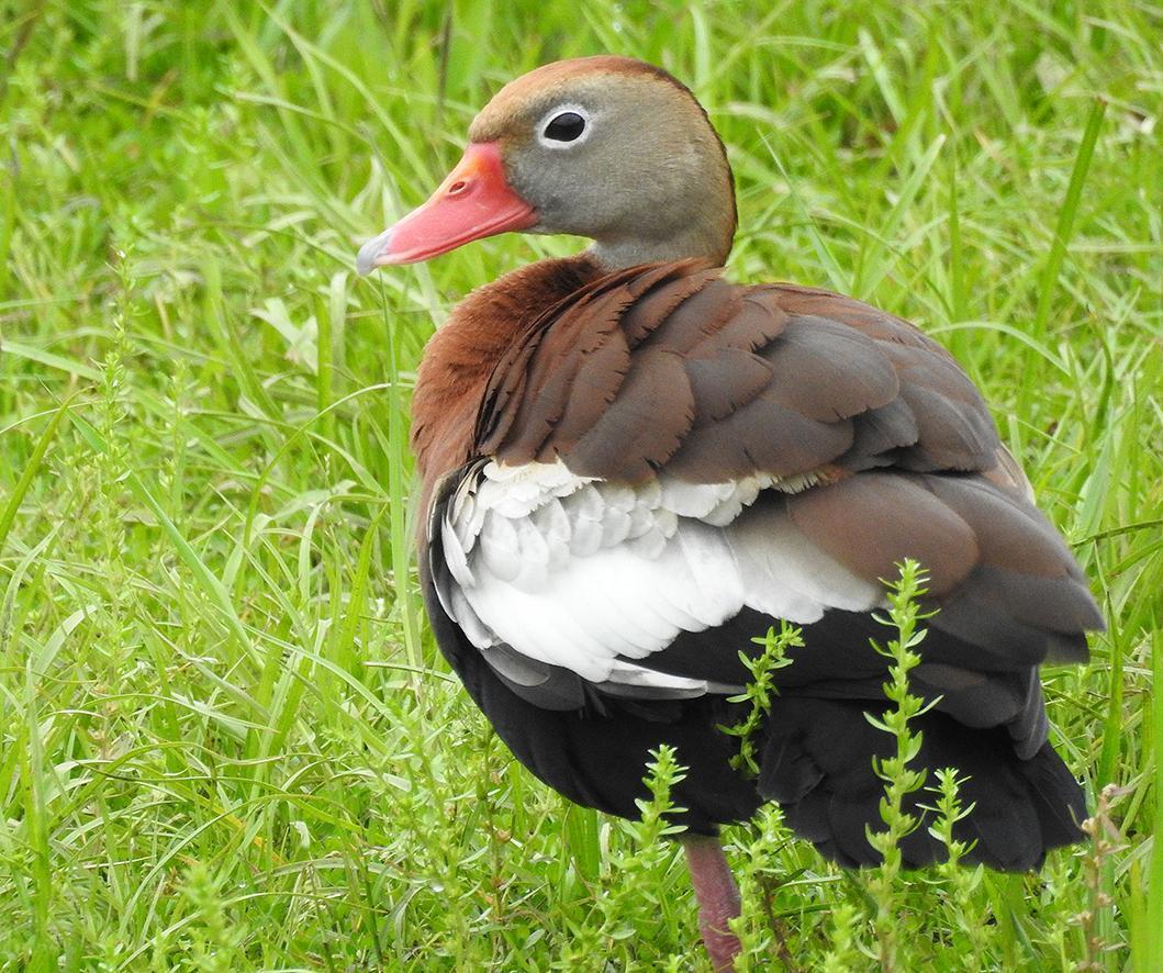 Black-bellied Whistling-Duck Photo by Alejandra Perez