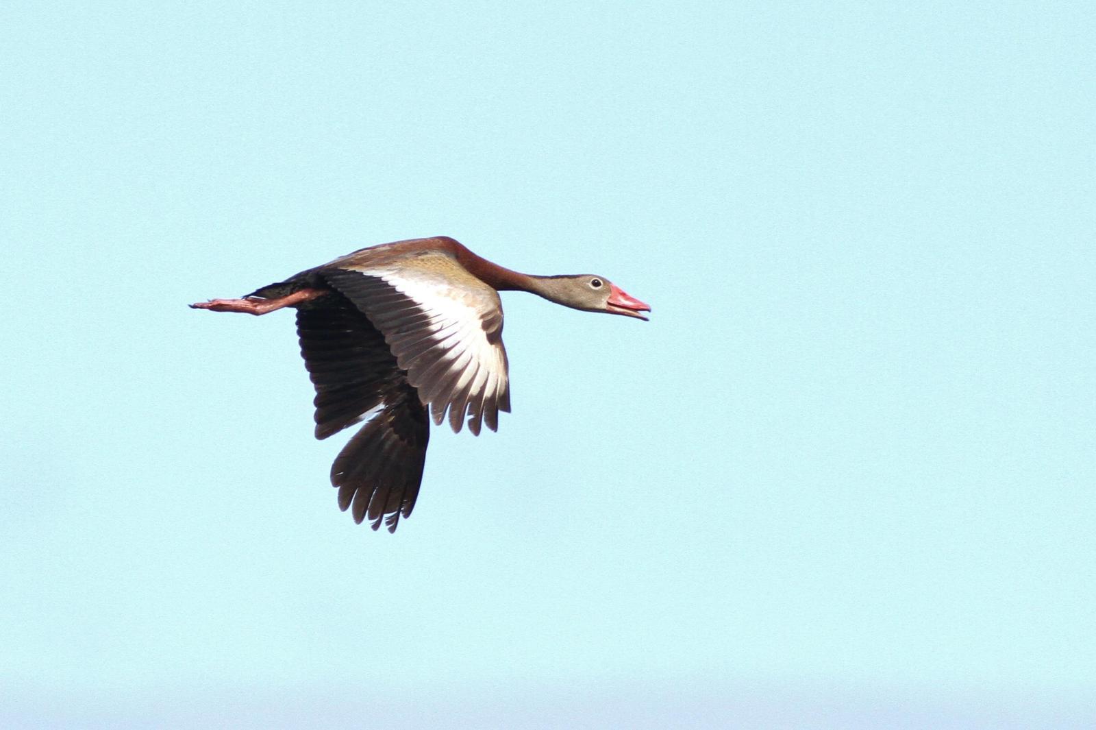 Black-bellied Whistling-Duck Photo by Alex Lamoreaux