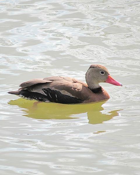 Black-bellied Whistling-Duck Photo by Kevin Brabble