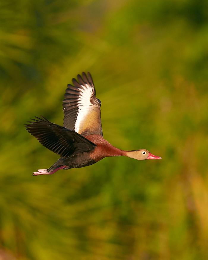 Black-bellied Whistling-Duck Photo by Chris Fagyal