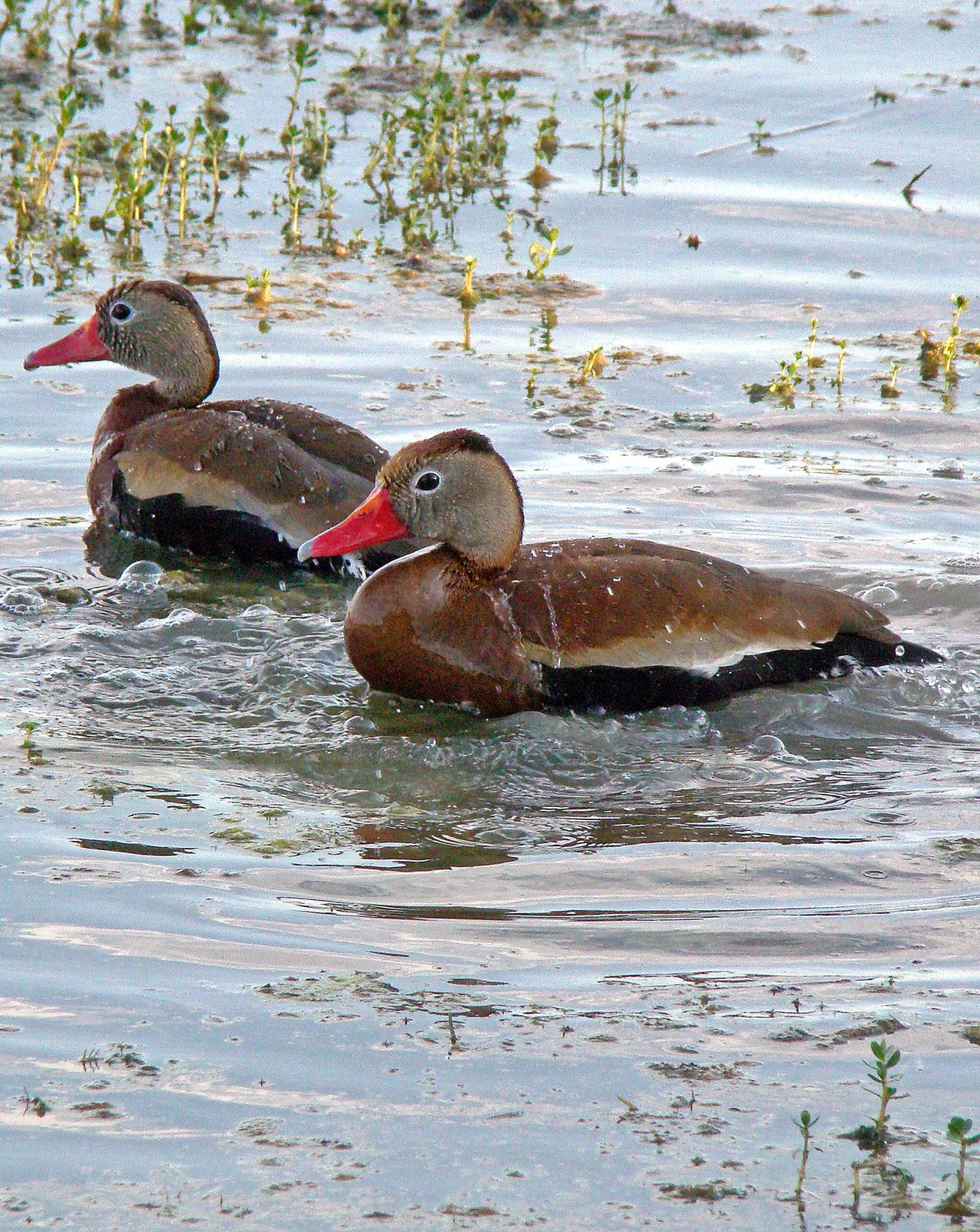 Black-bellied Whistling-Duck Photo by Robert Behrstock