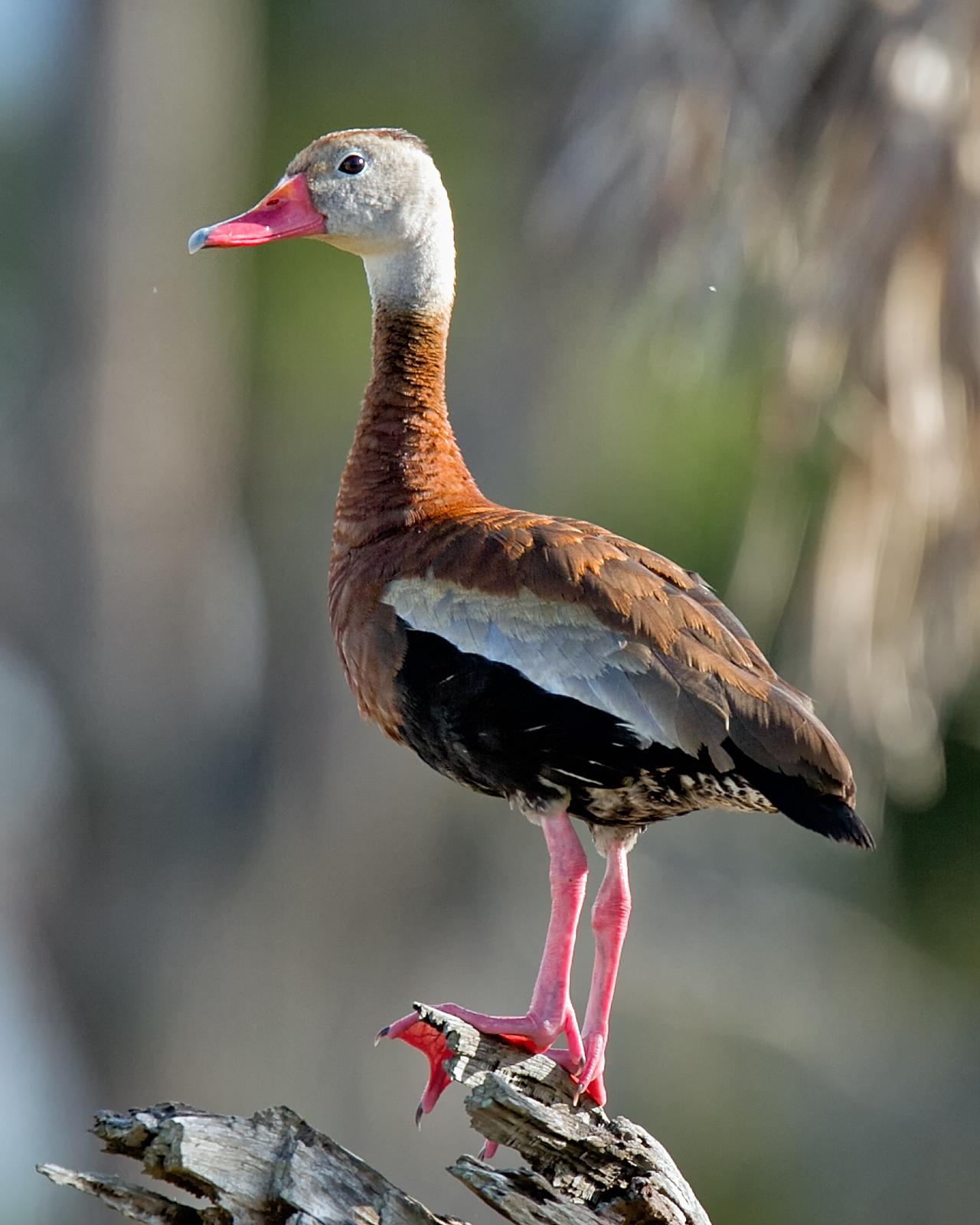 Black-bellied Whistling-Duck Photo by JC Knoll