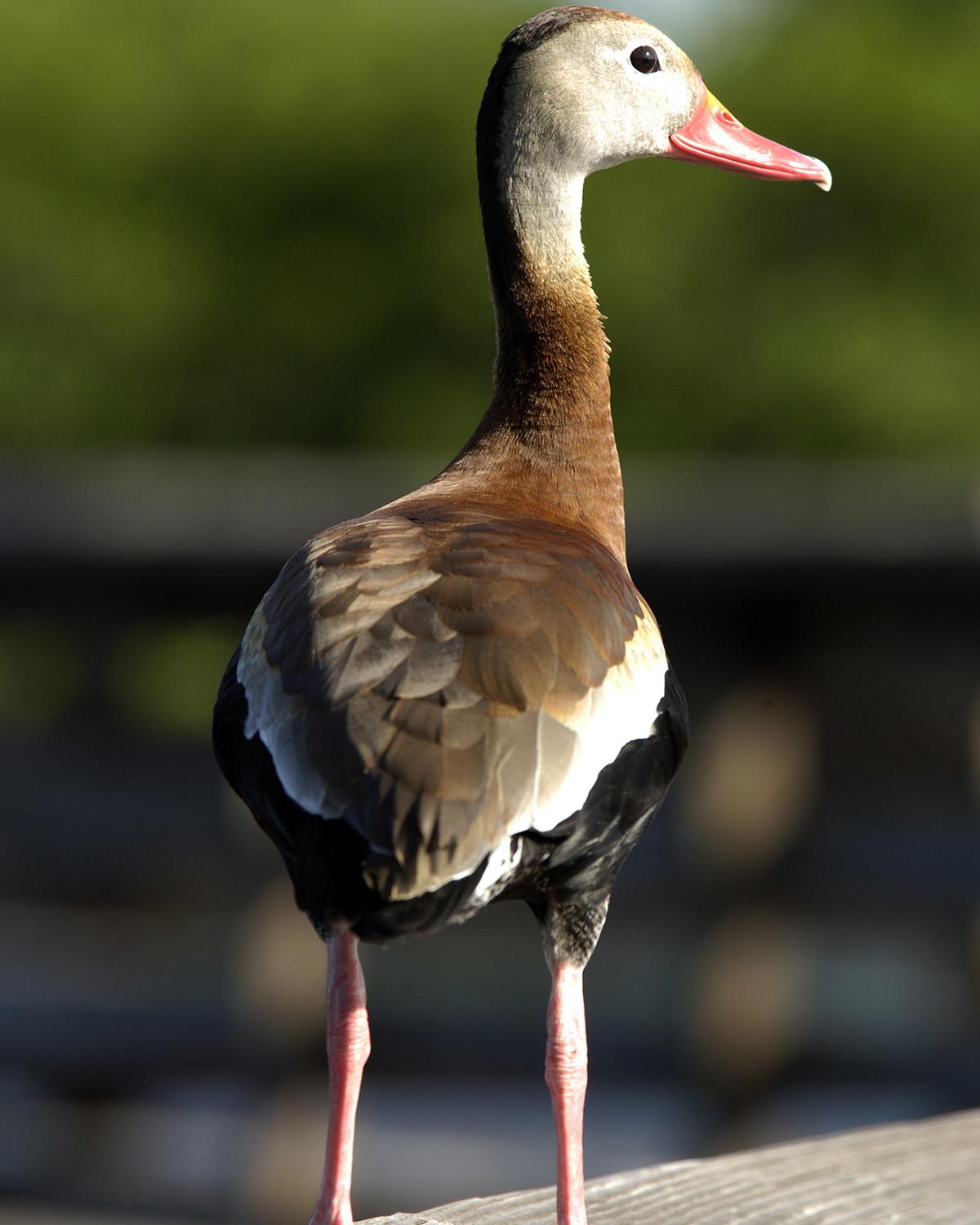 Black-bellied Whistling-Duck Photo by Magill Weber
