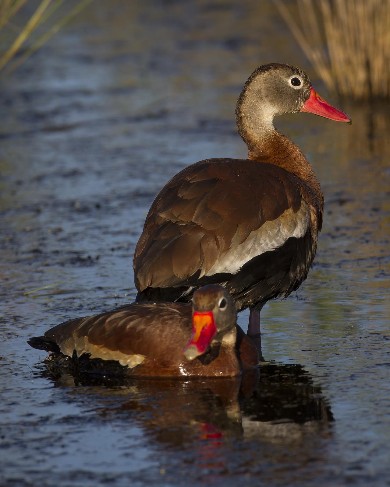 Black-bellied Whistling-Duck Photo by Bill Adams