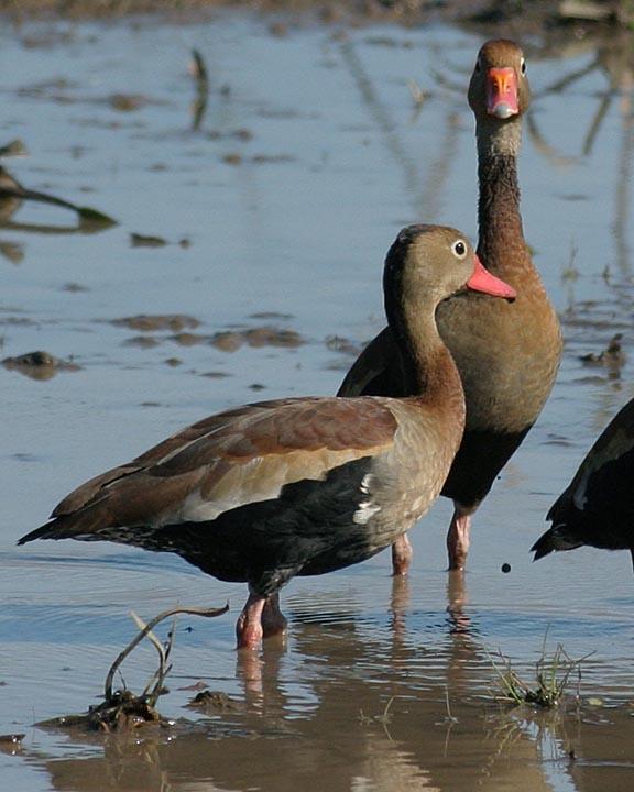Black-bellied Whistling-Duck Photo by Peter Boesman