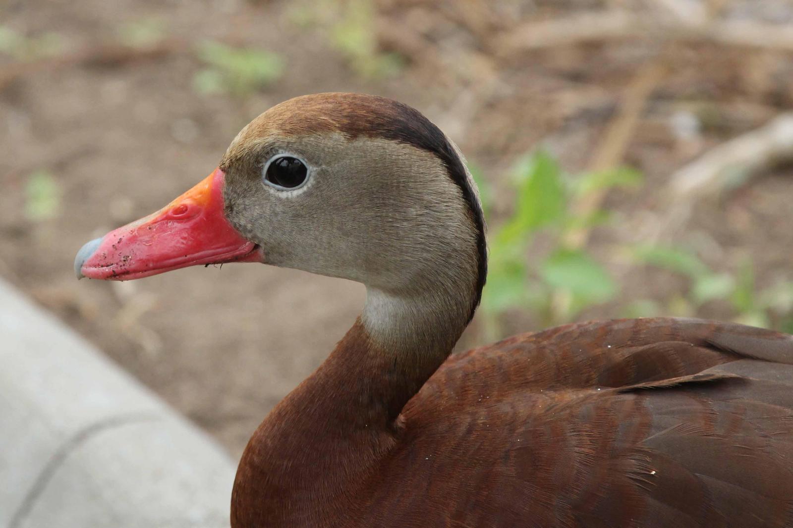 Black-bellied Whistling-Duck Photo by Kristy Baker