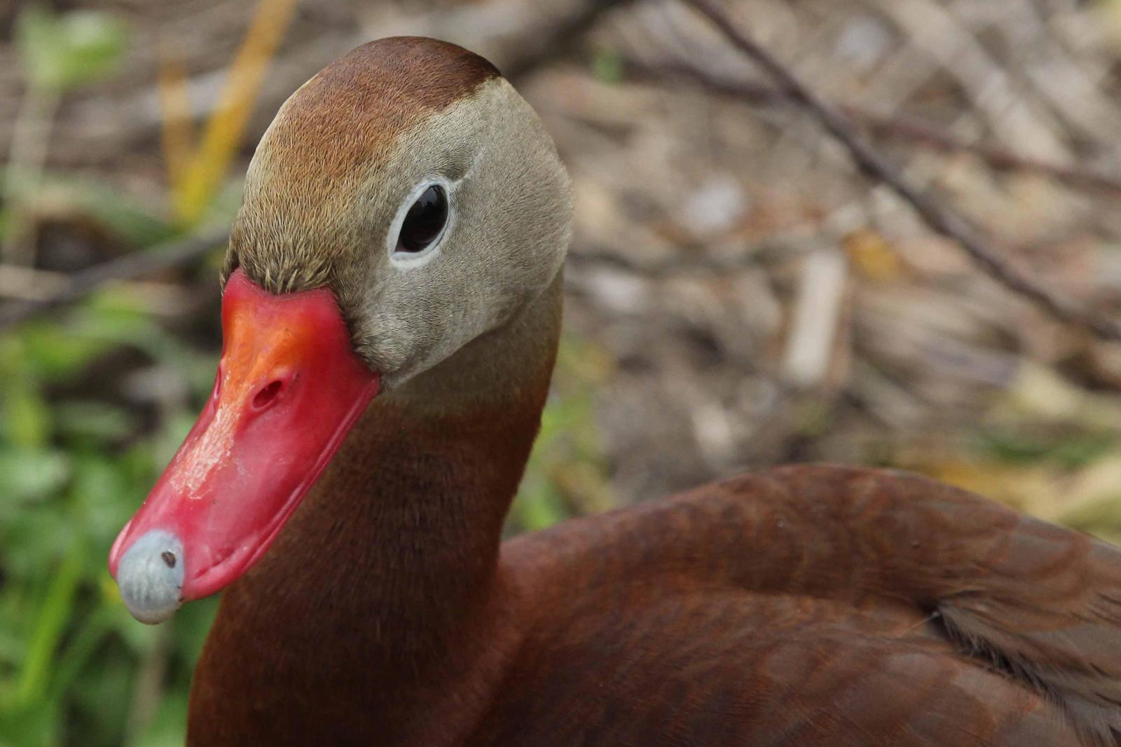 Black-bellied Whistling-Duck Photo by Kristy Baker