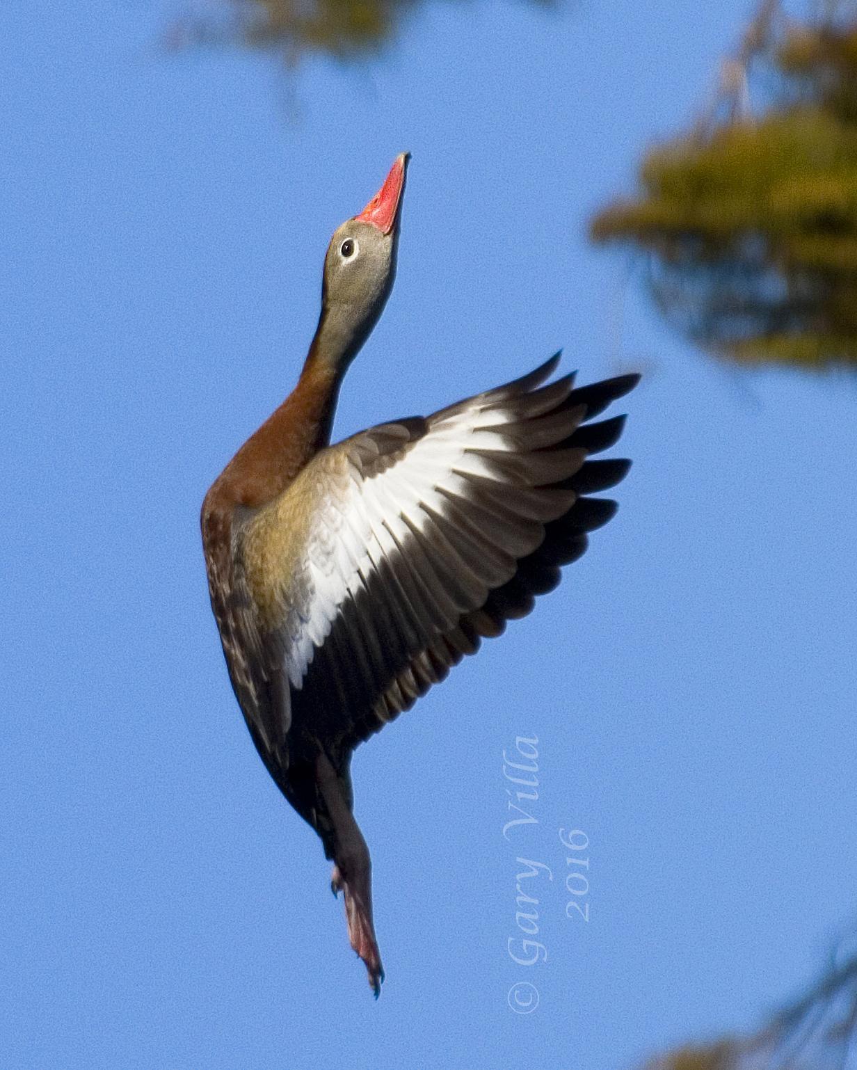 Black-bellied Whistling-Duck Photo by Gary Villa