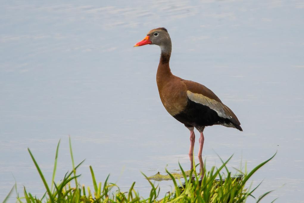 Black-bellied Whistling-Duck Photo by Gerald Hoekstra