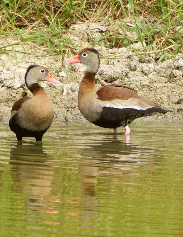 Black-bellied Whistling-Duck Photo by Andrew Pittman