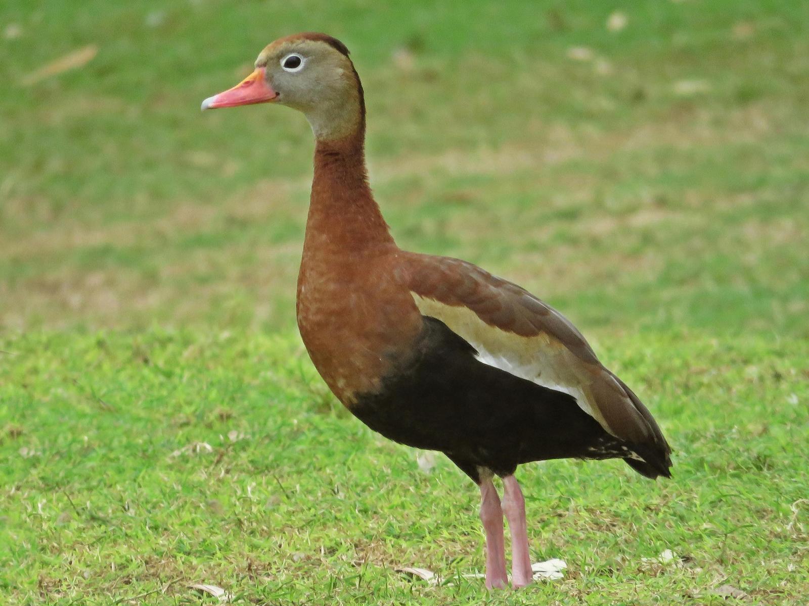 Black-bellied Whistling-Duck Photo by Bob Neugebauer