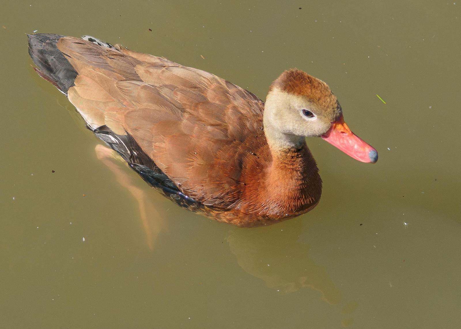 Black-bellied Whistling-Duck Photo by Keshava Mysore