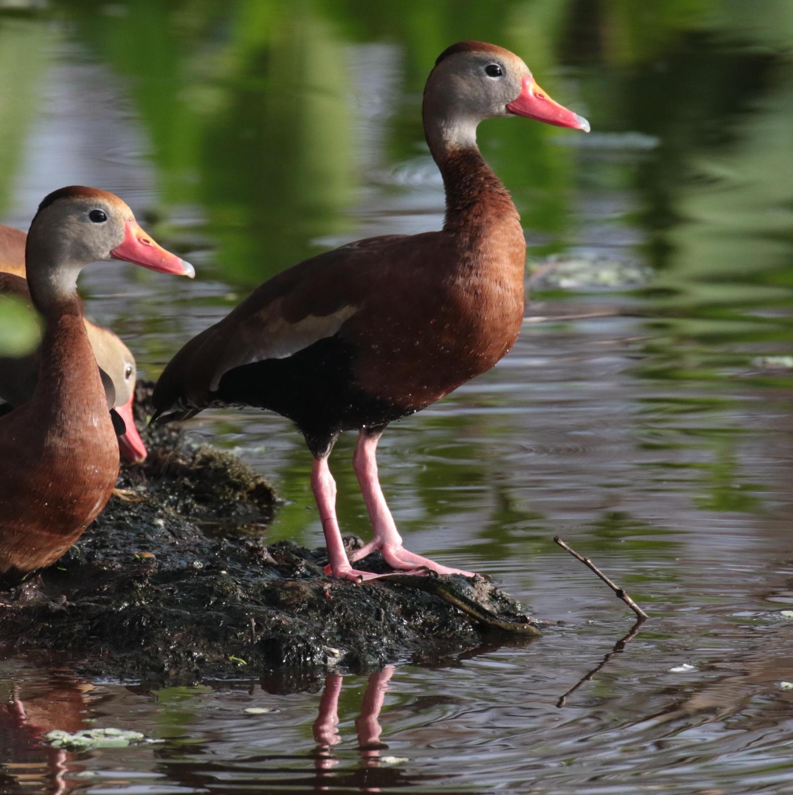 Black-bellied Whistling-Duck Photo by Karin Kirchhoff