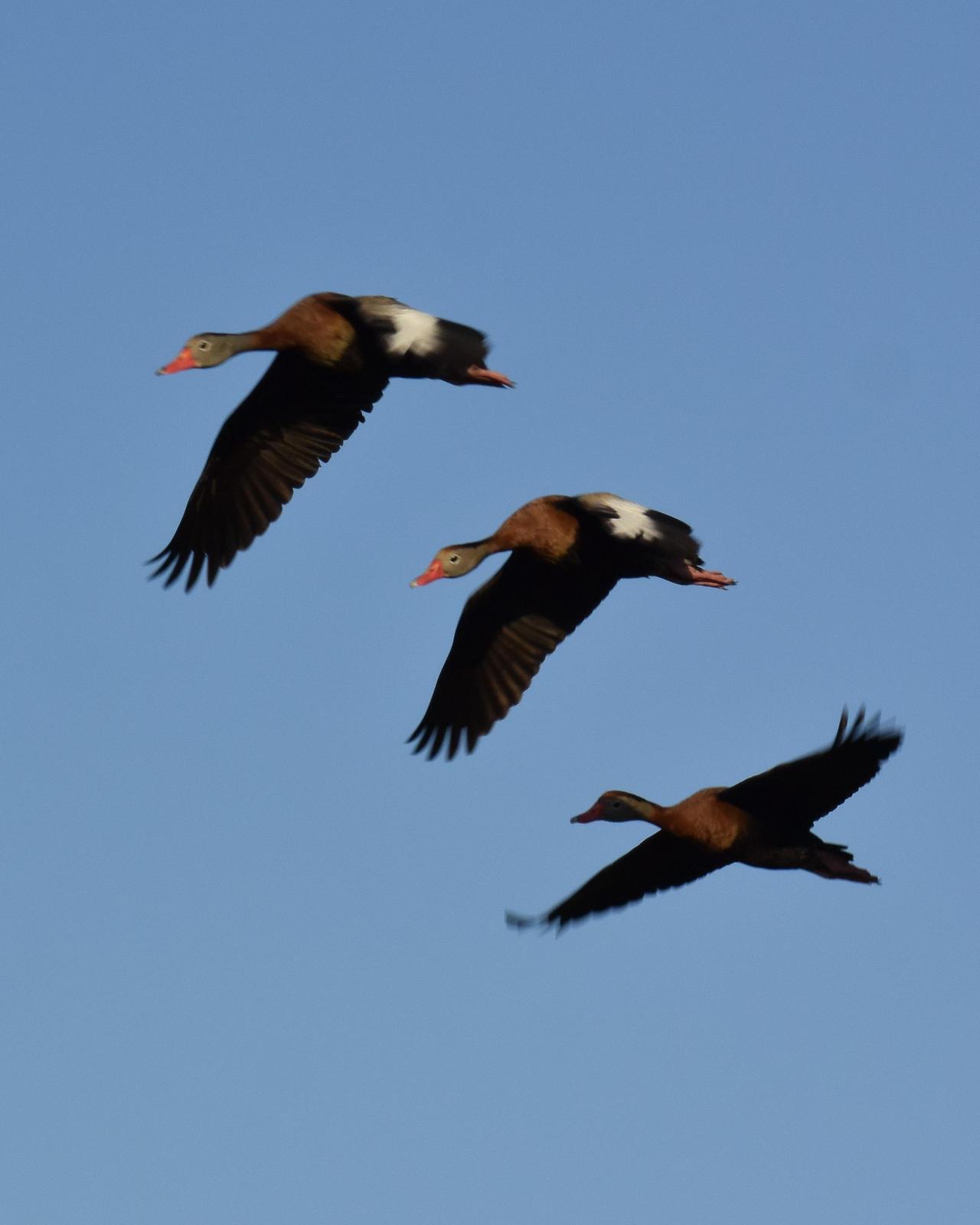 Black-bellied Whistling-Duck Photo by Emily Percival
