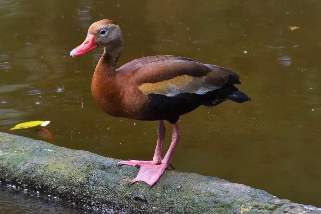 Black-bellied Whistling-Duck Photo by Laura A. Martínez Cantú