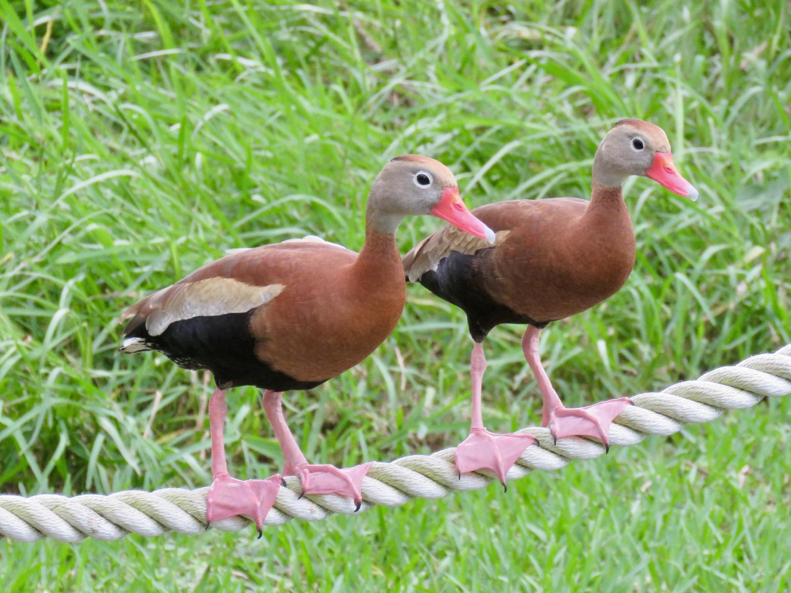 Black-bellied Whistling-Duck Photo by Lisa Owens