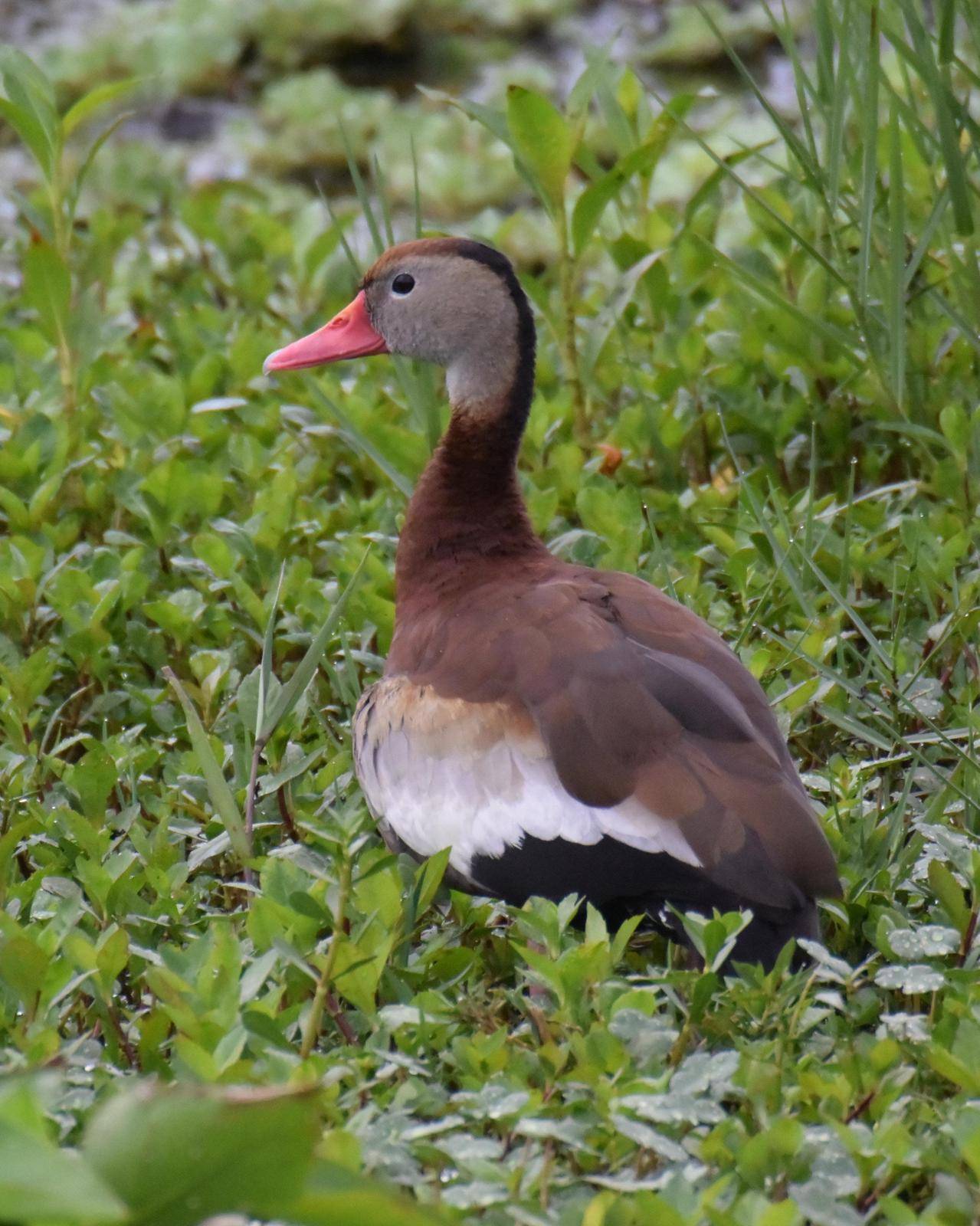 Black-bellied Whistling-Duck Photo by Emily Percival