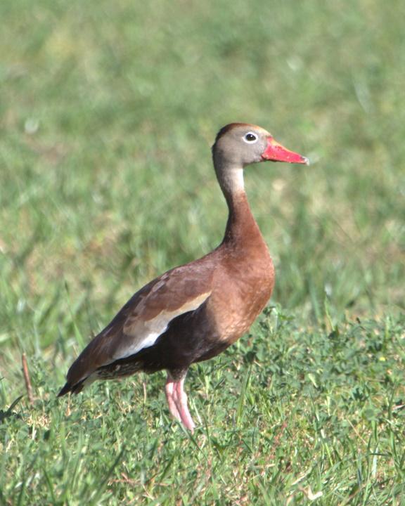 Black-bellied Whistling-Duck Photo by Mat Gilfedder