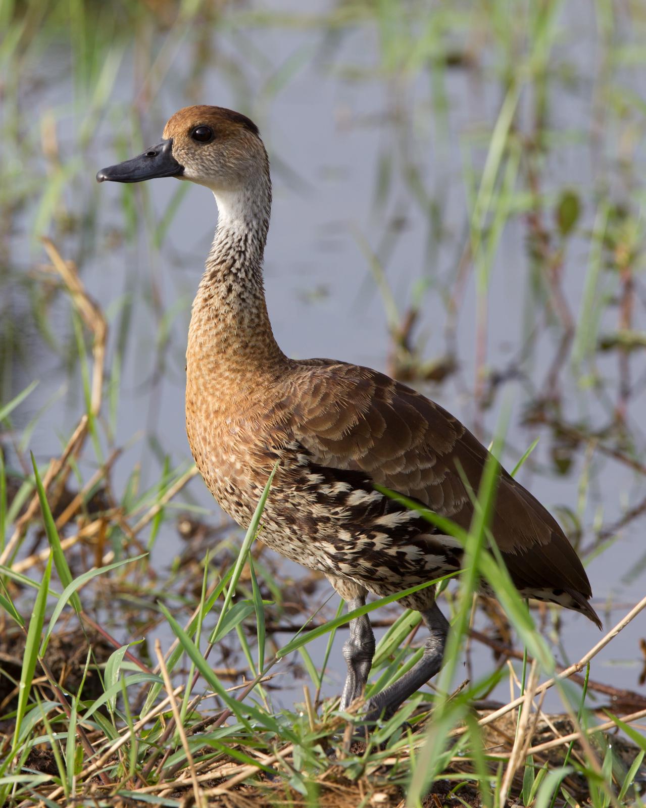 West Indian Whistling-Duck Photo by Kevin Berkoff