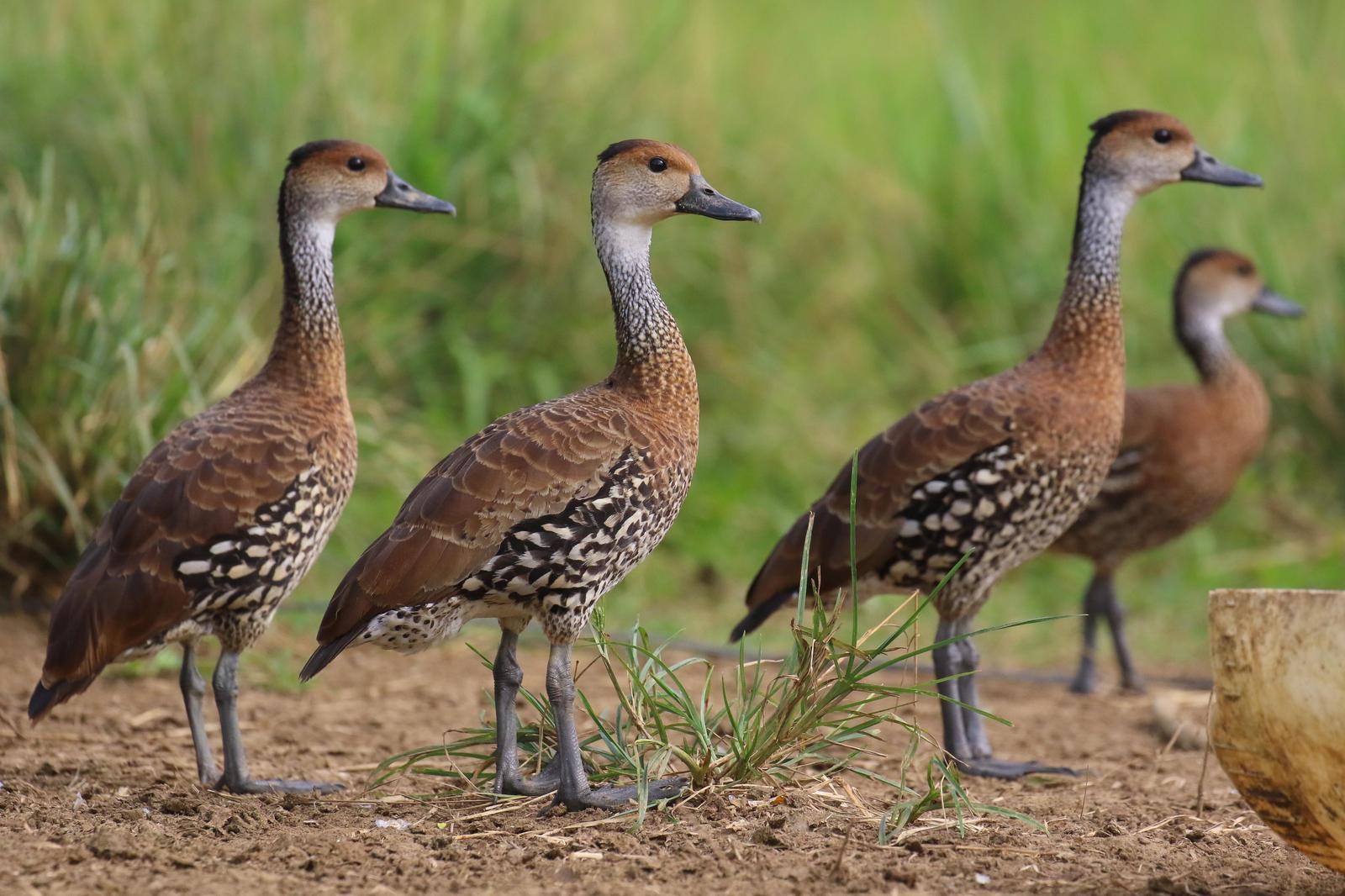 West Indian Whistling-Duck Photo by Tom Ford-Hutchinson