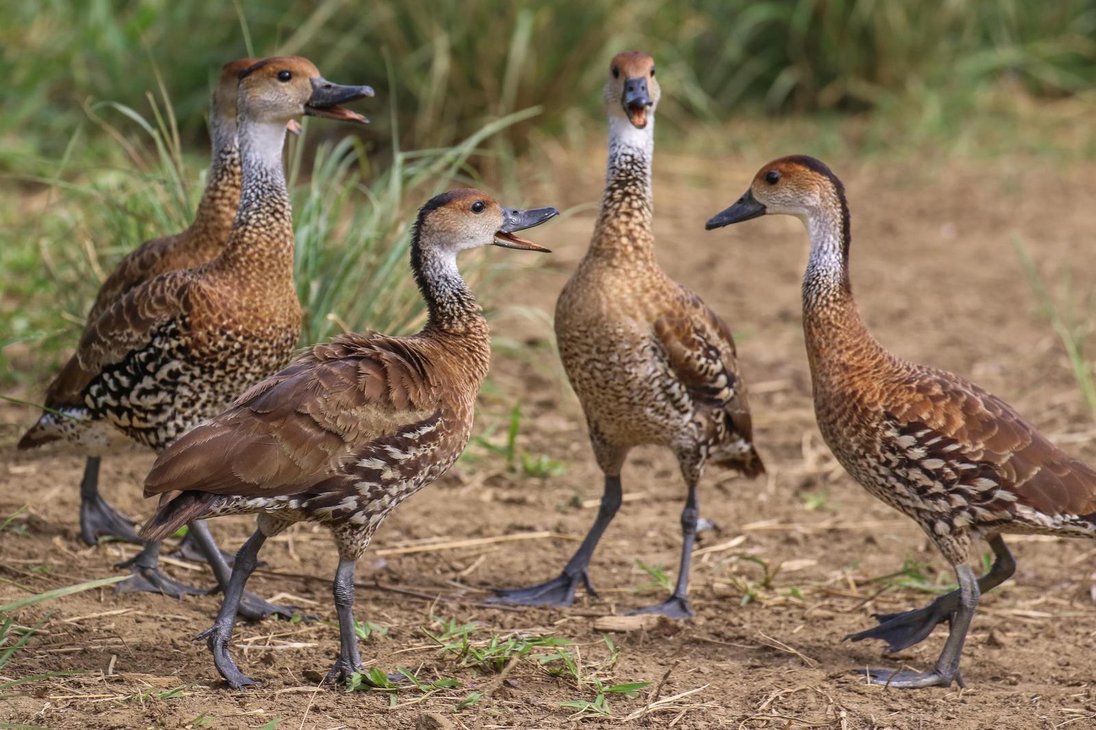 West Indian Whistling-Duck Photo by Tom Ford-Hutchinson