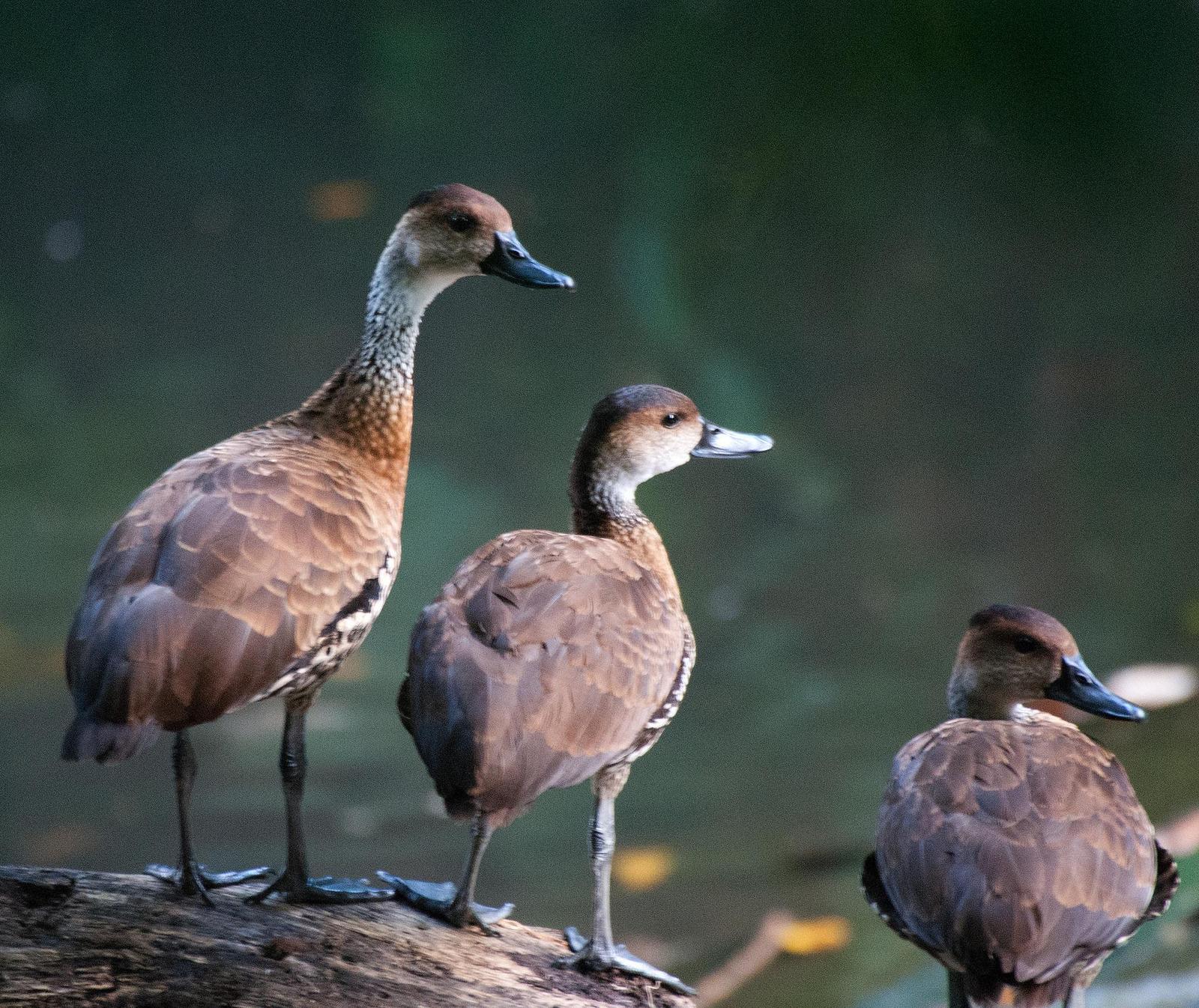 West Indian Whistling-Duck Photo by Carol Foil