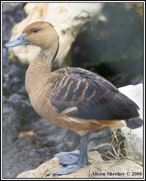 Fulvous Whistling-Duck Photo by Alison Sheehey