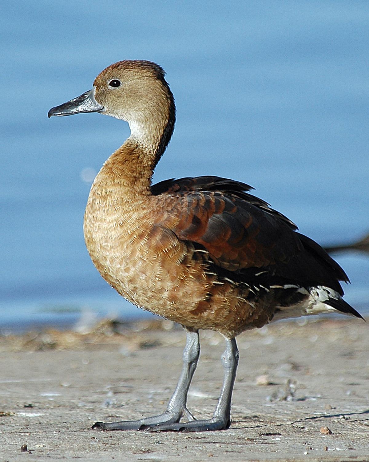 Fulvous Whistling-Duck Photo by Magill Weber