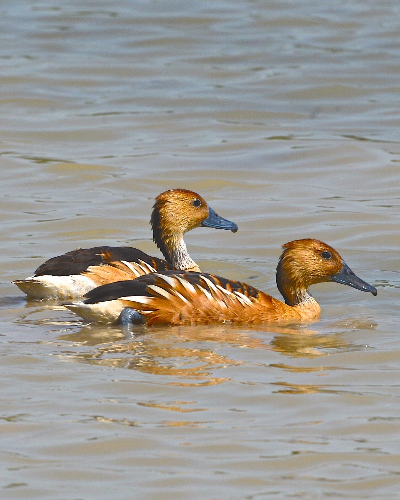 Fulvous Whistling-Duck Photo by Gerald Friesen
