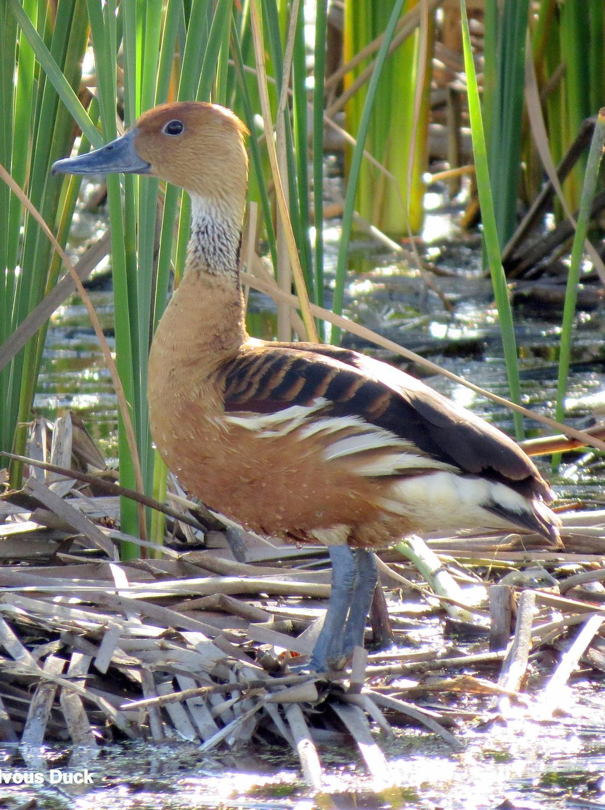 Fulvous Whistling-Duck Photo by Richard  Lowe