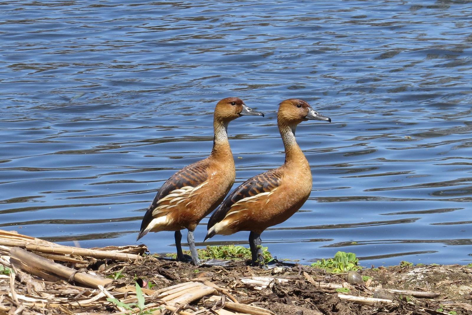 Fulvous Whistling-Duck Photo by Jeff Harding