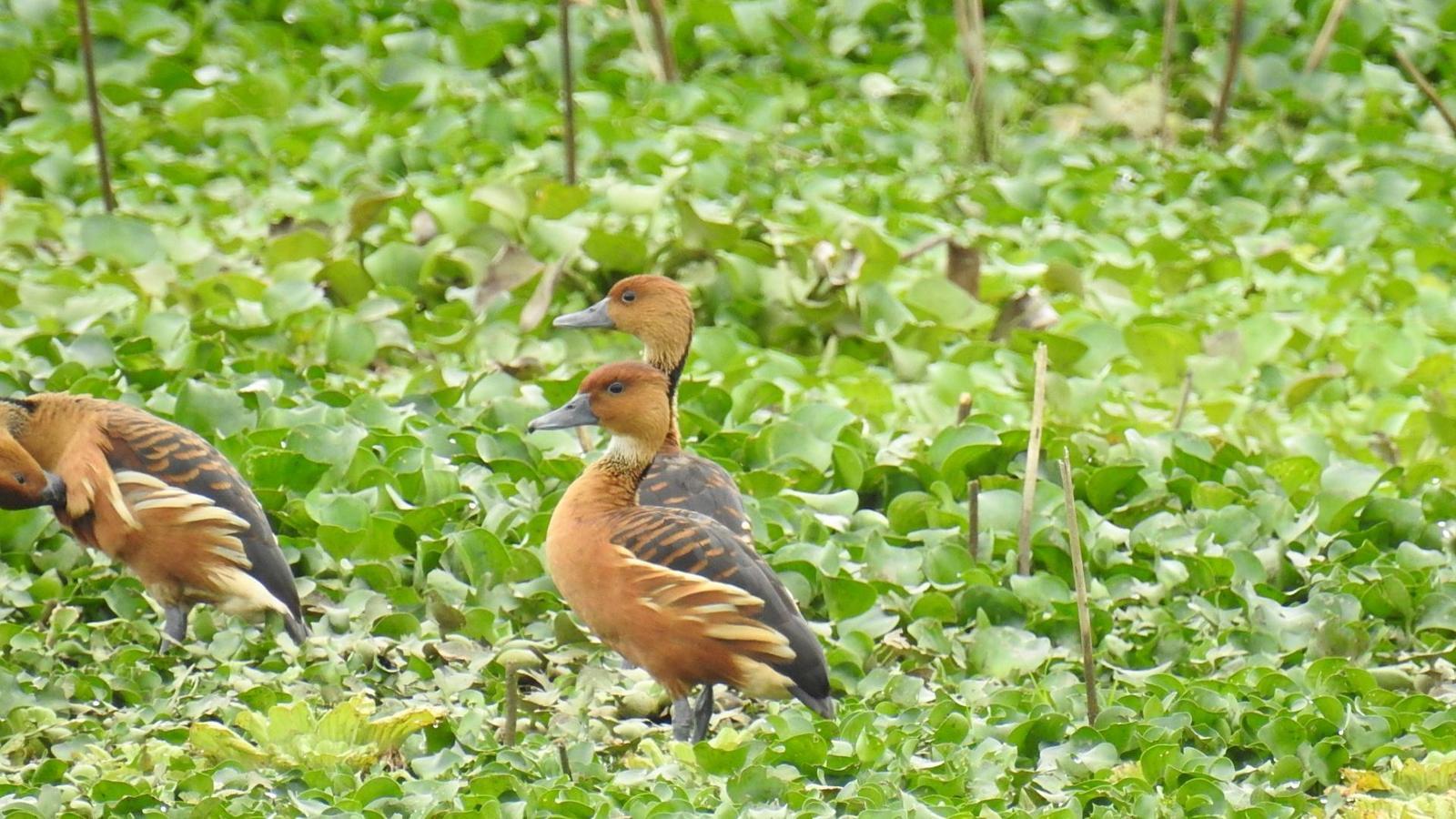 Fulvous Whistling-Duck Photo by Julio Delgado