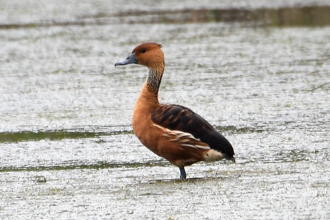 Fulvous Whistling-Duck Photo by Jerry Chen