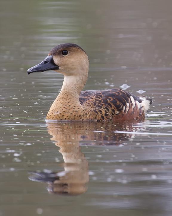 Wandering Whistling-Duck Photo by Mat Gilfedder