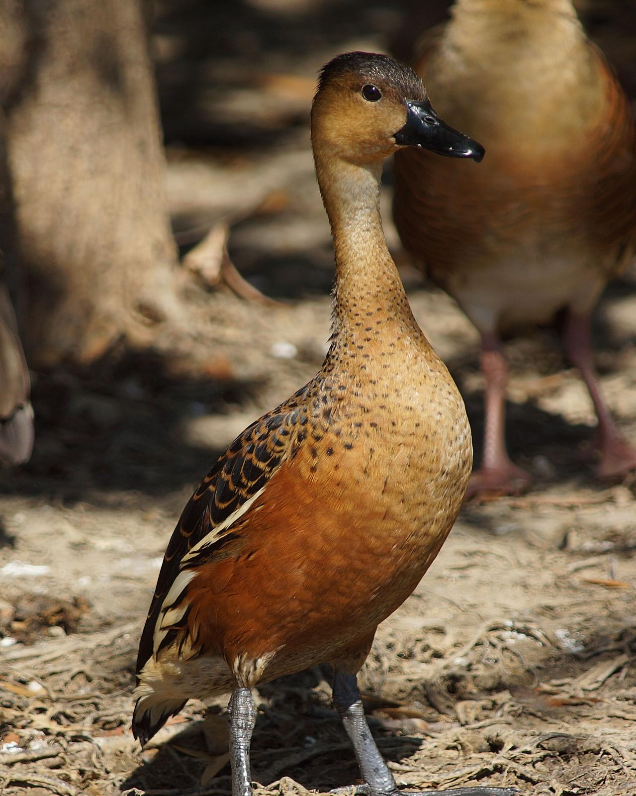 Wandering Whistling-Duck Photo by Steve Percival