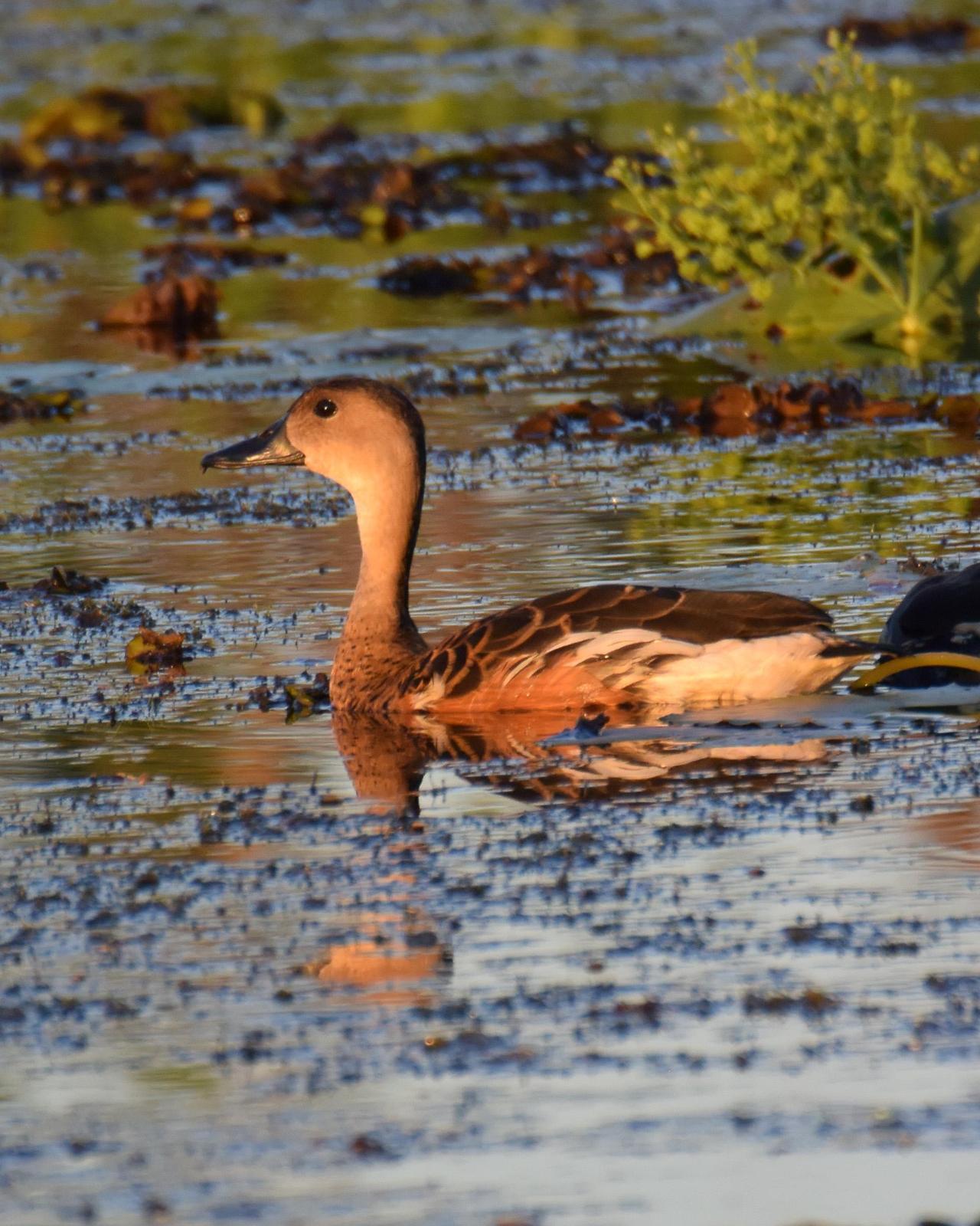 Wandering Whistling-Duck Photo by Emily Percival