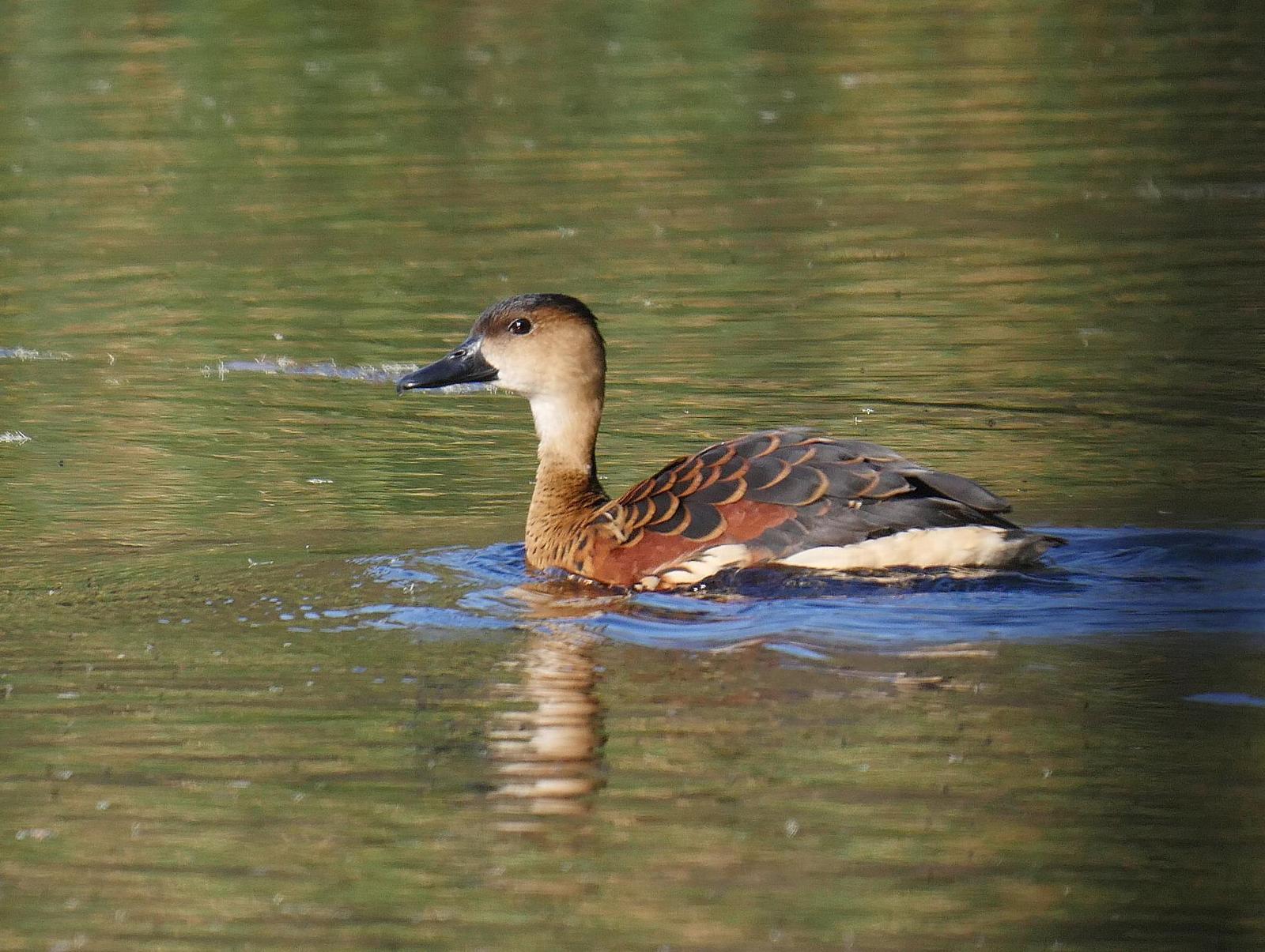 Wandering Whistling-Duck Photo by Peter Lowe