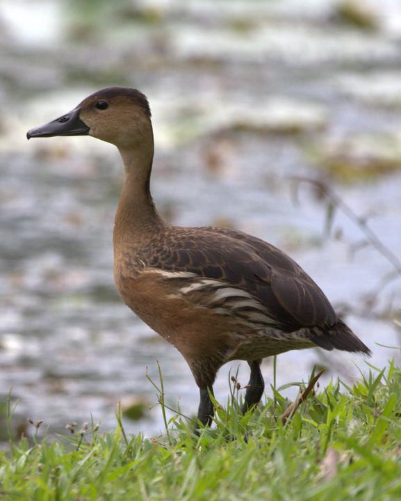 Wandering Whistling-Duck Photo by Mat Gilfedder