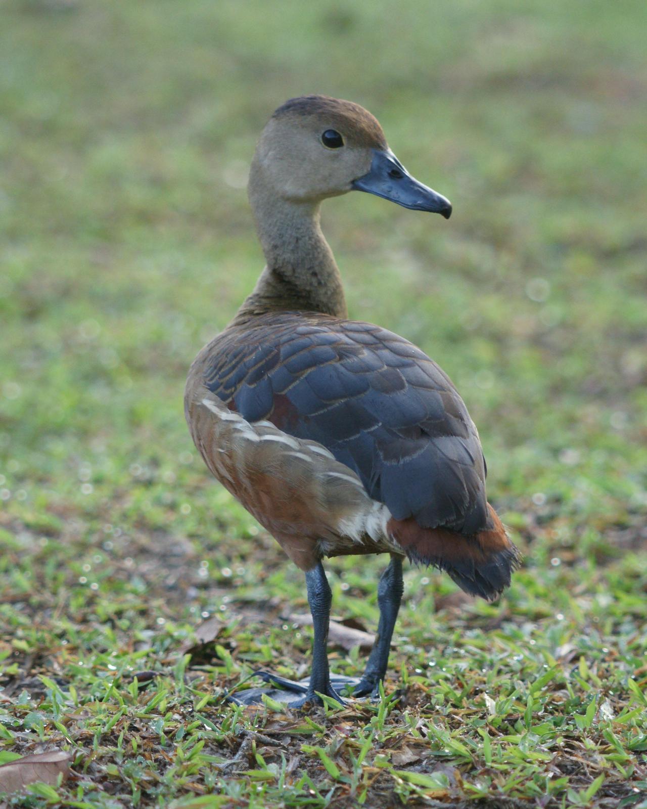 Lesser Whistling-Duck Photo by Steve Percival