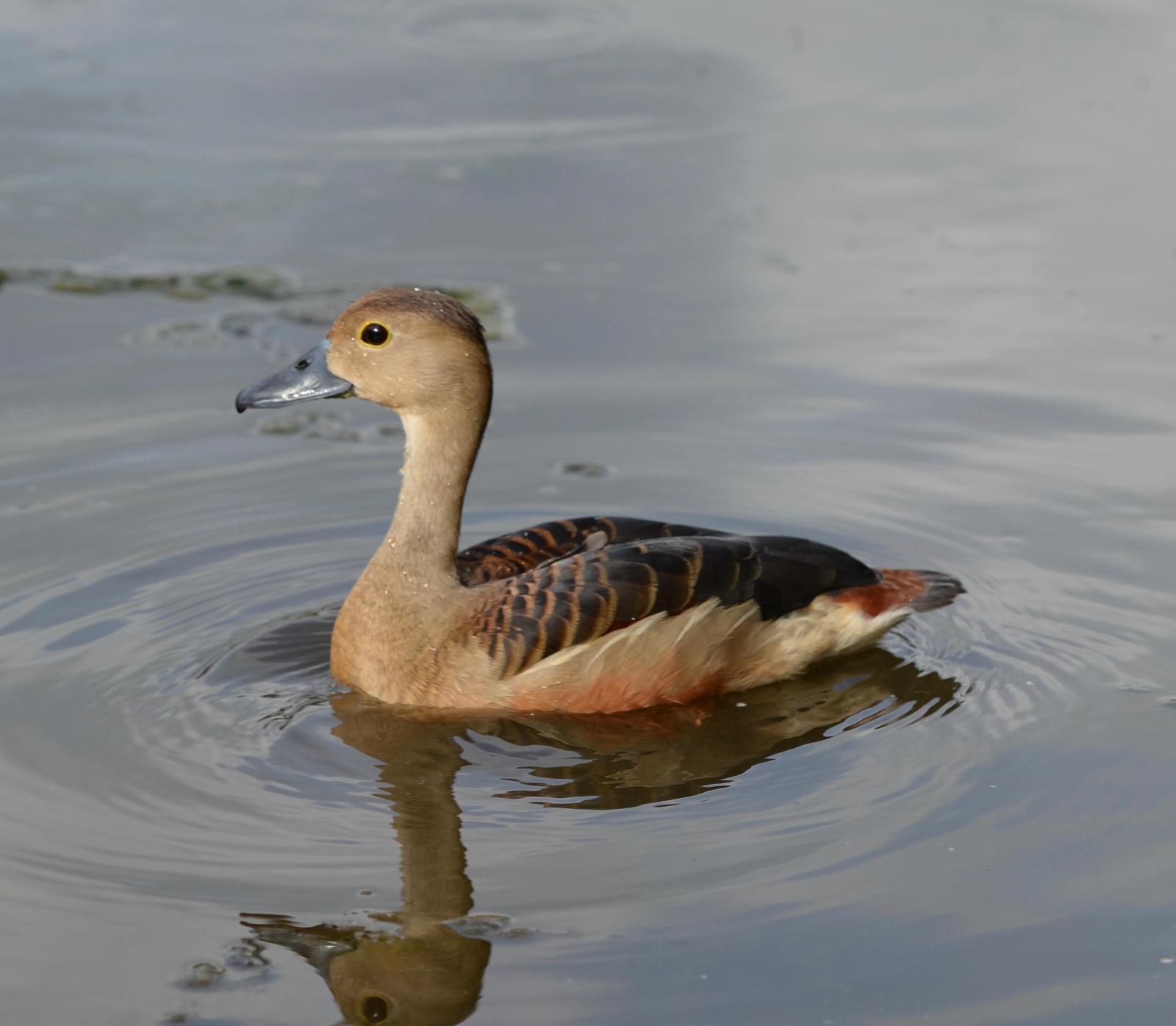 Lesser Whistling-Duck Photo by marcel finlay