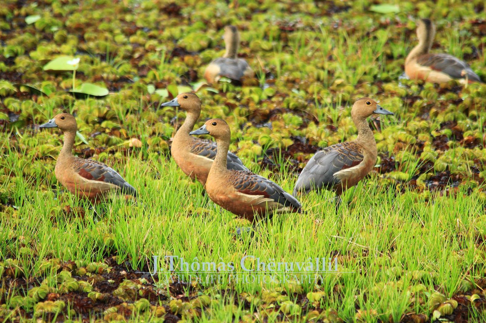 Lesser Whistling-Duck Photo by Jinu Thomas 