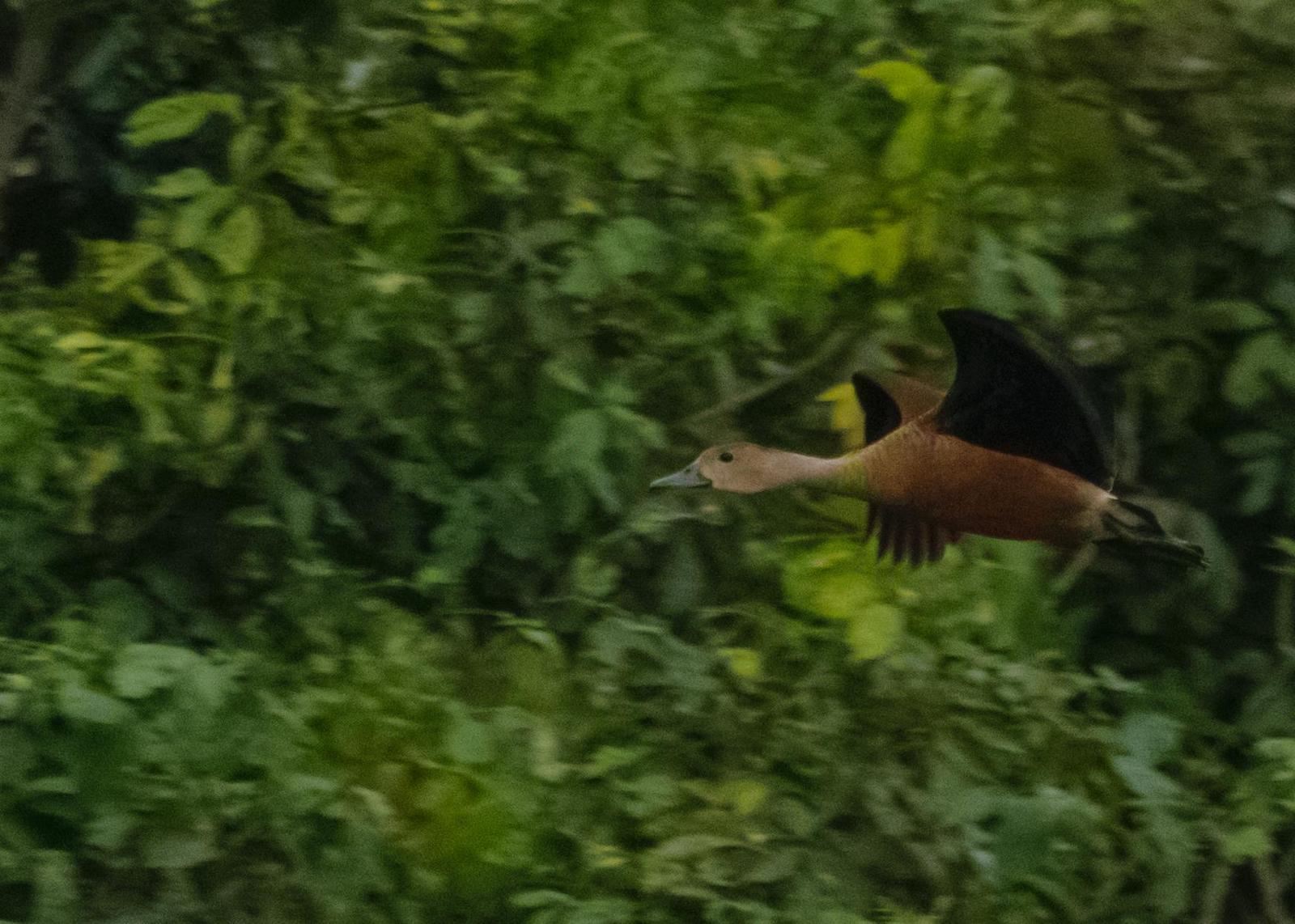 Lesser Whistling-Duck Photo by Keshava Mysore