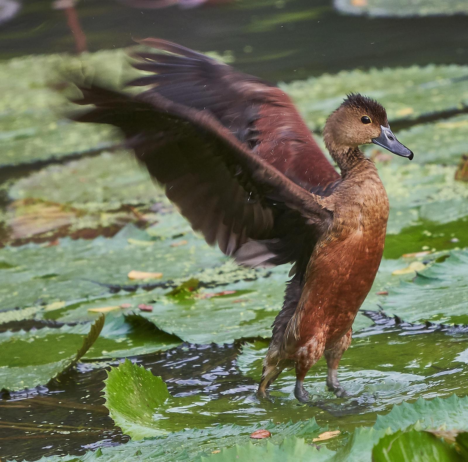 Lesser Whistling-Duck Photo by Steven Cheong