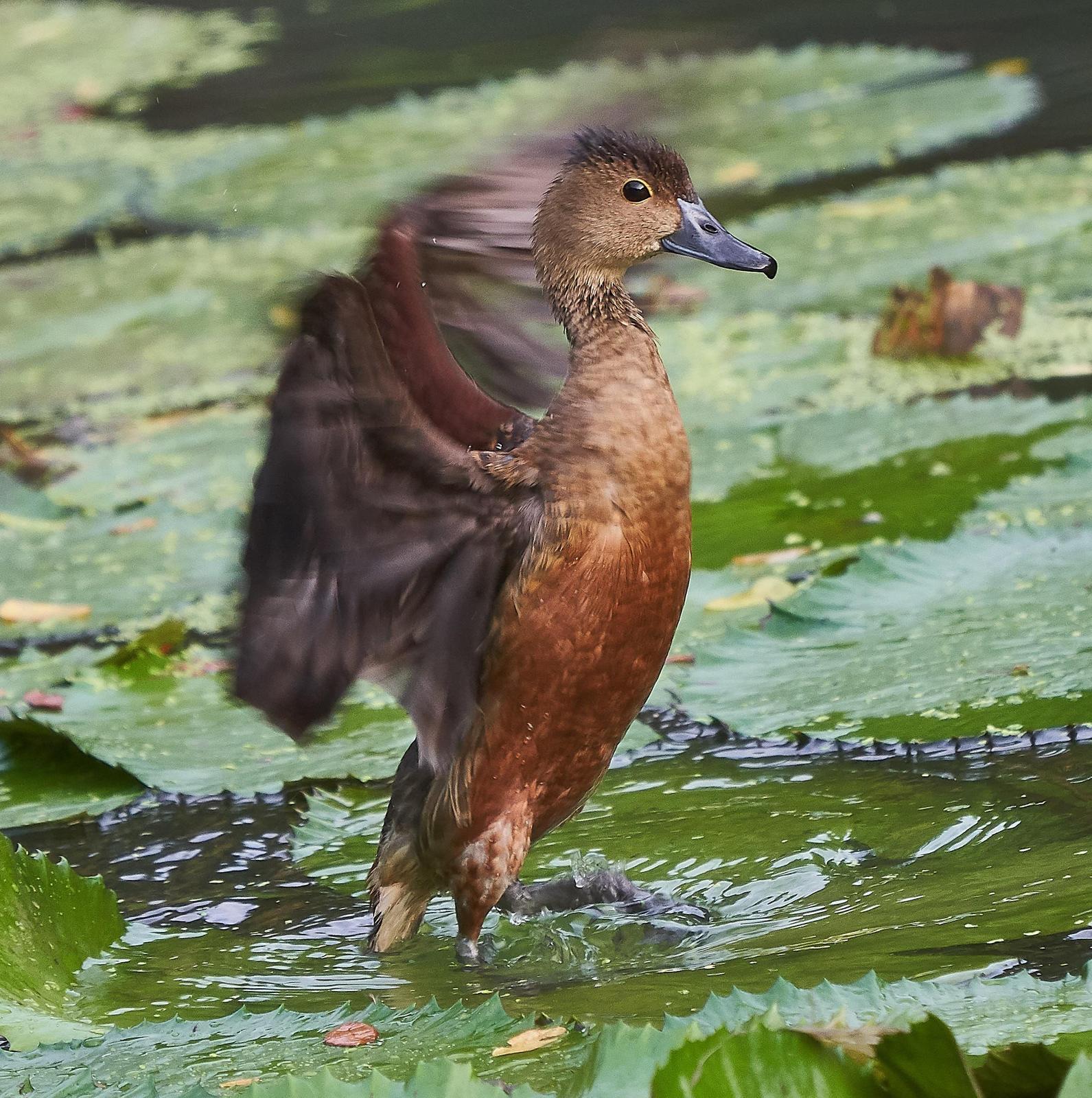 Lesser Whistling-Duck Photo by Steven Cheong