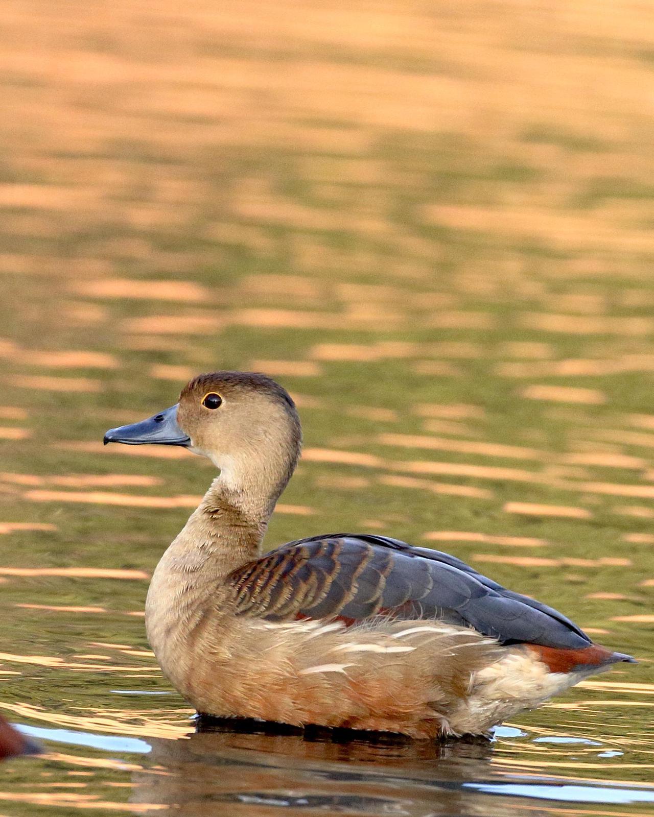 Lesser Whistling-Duck Photo by Rahul Kaushik