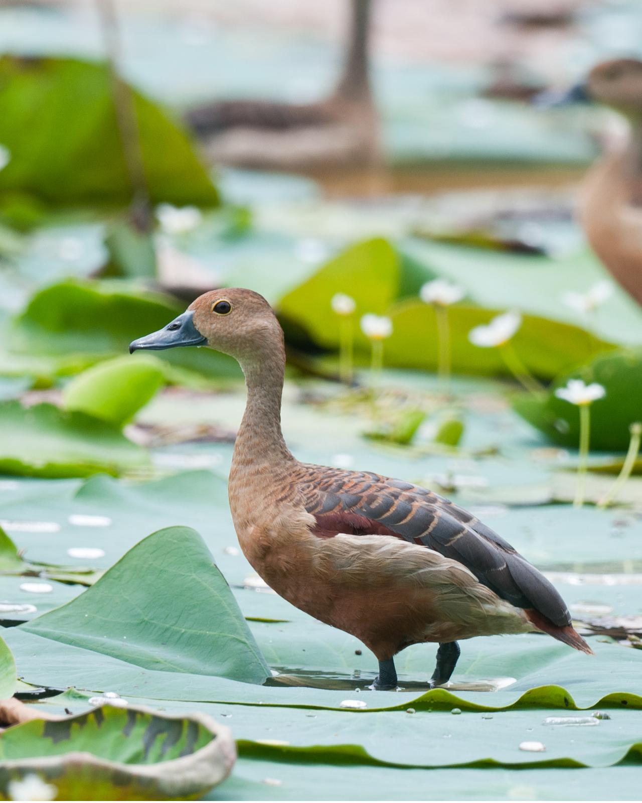 Lesser Whistling-Duck Photo by Eric van der Meer