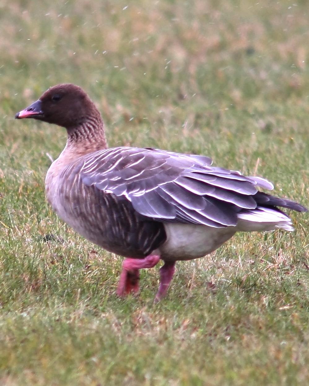 Pink-footed Goose Photo by Monte Taylor